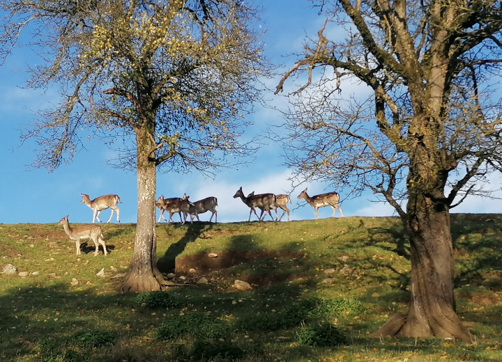 DOMAČIJA GROFIJA
