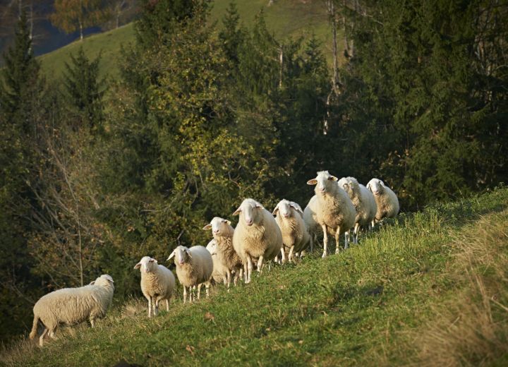 KLADJE