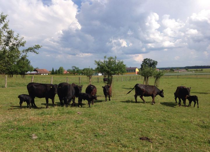 LOVRENČEC-Posestvo Podlipje