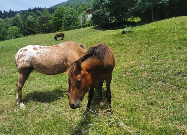 Slovenian Traditional Guest House