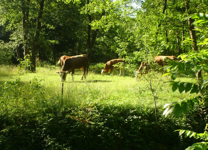 DOMAČIJA ŠERUGA